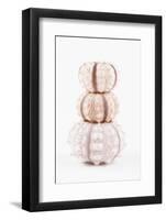 So Pure Collection - Tree White Sea Urchin shells-Philippe Hugonnard-Framed Photographic Print