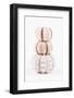 So Pure Collection - Tree White Sea Urchin shells-Philippe Hugonnard-Framed Photographic Print