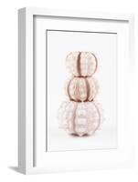 So Pure Collection - Tree White Sea Urchin shells-Philippe Hugonnard-Framed Photographic Print
