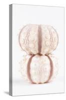 So Pure Collection - Two Seashells-Philippe Hugonnard-Stretched Canvas