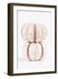 So Pure Collection - Two Seashells-Philippe Hugonnard-Framed Photographic Print