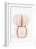 So Pure Collection - Two Seashells-Philippe Hugonnard-Framed Photographic Print
