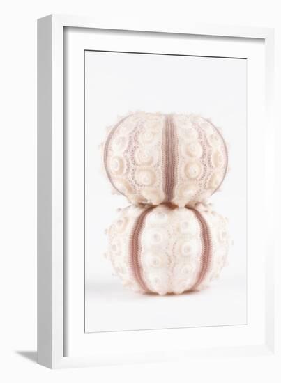 So Pure Collection - Two Seashells-Philippe Hugonnard-Framed Photographic Print