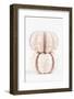 So Pure Collection - Two Seashells-Philippe Hugonnard-Framed Photographic Print