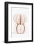 So Pure Collection - Two Seashells-Philippe Hugonnard-Framed Photographic Print