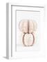 So Pure Collection - Two Seashells-Philippe Hugonnard-Framed Photographic Print