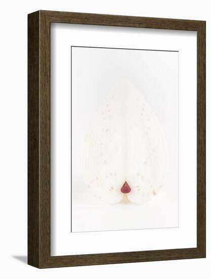 So Pure Collection - White Heart Cockle II-Philippe Hugonnard-Framed Photographic Print