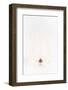 So Pure Collection - White Heart Cockle II-Philippe Hugonnard-Framed Photographic Print