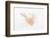 So Pure Collection - White Murex Seashell-Philippe Hugonnard-Framed Photographic Print