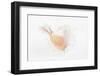 So Pure Collection - White Murex Seashell-Philippe Hugonnard-Framed Photographic Print