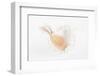 So Pure Collection - White Murex Seashell-Philippe Hugonnard-Framed Photographic Print