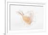 So Pure Collection - White Murex Seashell-Philippe Hugonnard-Framed Photographic Print