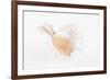 So Pure Collection - White Murex Seashell-Philippe Hugonnard-Framed Photographic Print