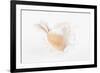 So Pure Collection - White Murex Seashell-Philippe Hugonnard-Framed Photographic Print