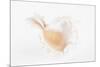 So Pure Collection - White Murex Seashell-Philippe Hugonnard-Mounted Photographic Print