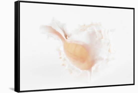 So Pure Collection - White Murex Seashell-Philippe Hugonnard-Framed Stretched Canvas