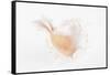 So Pure Collection - White Murex Seashell-Philippe Hugonnard-Framed Stretched Canvas