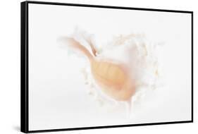 So Pure Collection - White Murex Seashell-Philippe Hugonnard-Framed Stretched Canvas