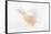 So Pure Collection - White Murex Seashell-Philippe Hugonnard-Framed Stretched Canvas
