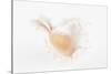 So Pure Collection - White Murex Seashell-Philippe Hugonnard-Stretched Canvas