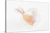 So Pure Collection - White Murex Seashell-Philippe Hugonnard-Stretched Canvas