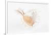 So Pure Collection - White Murex Seashell-Philippe Hugonnard-Framed Photographic Print