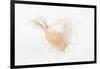 So Pure Collection - White Murex Seashell-Philippe Hugonnard-Framed Photographic Print