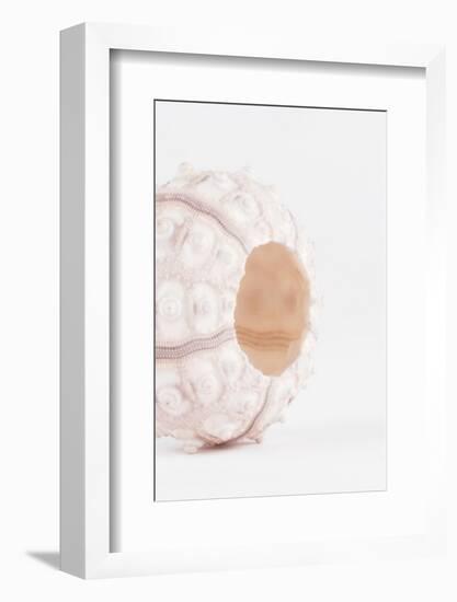 So Pure Collection - White Sea Urchin shell II-Philippe Hugonnard-Framed Photographic Print