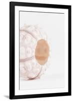 So Pure Collection - White Sea Urchin shell II-Philippe Hugonnard-Framed Premium Photographic Print