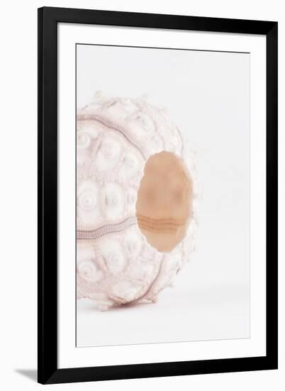 So Pure Collection - White Sea Urchin shell II-Philippe Hugonnard-Framed Premium Photographic Print