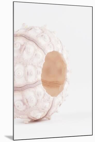 So Pure Collection - White Sea Urchin shell II-Philippe Hugonnard-Mounted Premium Photographic Print