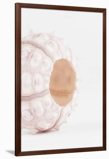 So Pure Collection - White Sea Urchin shell II-Philippe Hugonnard-Framed Photographic Print