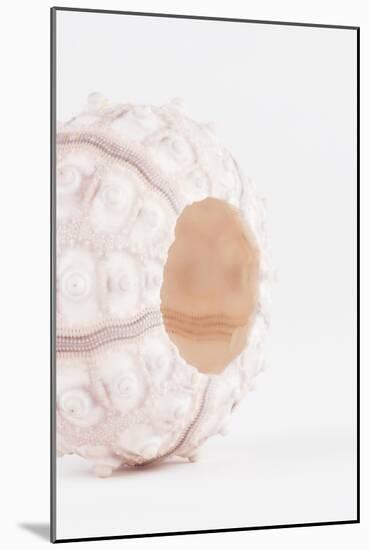 So Pure Collection - White Sea Urchin shell II-Philippe Hugonnard-Mounted Photographic Print