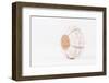 So Pure Collection - White Sea Urchin shell-Philippe Hugonnard-Framed Photographic Print
