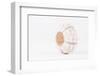 So Pure Collection - White Sea Urchin shell-Philippe Hugonnard-Framed Photographic Print