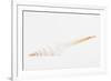 So Pure Collection - White Spindle Seashell-Philippe Hugonnard-Framed Photographic Print