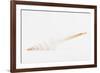 So Pure Collection - White Spindle Seashell-Philippe Hugonnard-Framed Photographic Print