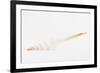 So Pure Collection - White Spindle Seashell-Philippe Hugonnard-Framed Photographic Print