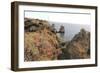 Soap Aloe (Aloe Maculata) (Aloe Saponaria) Succulent Flowering on a Clifftop-Nick Upton-Framed Photographic Print