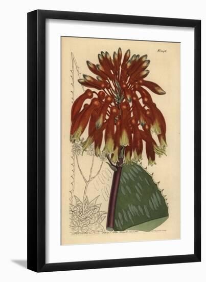 Soap Aloe or Zebra Aloe, Aloe Maculata (Largest Common Soap Aloe, Aloe Saponaria Latifolia)-Sydenham Teast Edwards-Framed Giclee Print