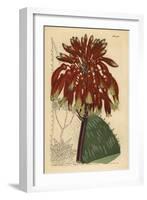 Soap Aloe or Zebra Aloe, Aloe Maculata (Largest Common Soap Aloe, Aloe Saponaria Latifolia)-Sydenham Teast Edwards-Framed Giclee Print