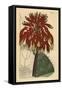 Soap Aloe or Zebra Aloe, Aloe Maculata (Largest Common Soap Aloe, Aloe Saponaria Latifolia)-Sydenham Teast Edwards-Framed Stretched Canvas