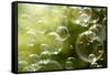 Soap Bubbles Floating in the Air as the Summer Sun Sets-Flynt-Framed Stretched Canvas