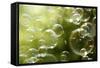 Soap Bubbles Floating in the Air as the Summer Sun Sets-Flynt-Framed Stretched Canvas