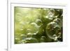 Soap Bubbles Floating in the Air as the Summer Sun Sets-Flynt-Framed Photographic Print