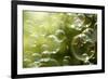 Soap Bubbles Floating in the Air as the Summer Sun Sets-Flynt-Framed Photographic Print