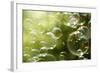 Soap Bubbles Floating in the Air as the Summer Sun Sets-Flynt-Framed Photographic Print