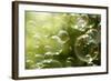 Soap Bubbles Floating in the Air as the Summer Sun Sets-Flynt-Framed Photographic Print