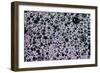 Soap Bubbles-Gordon Semmens-Framed Photographic Print