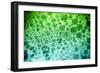 Soap-Carrie Webster-Framed Photographic Print